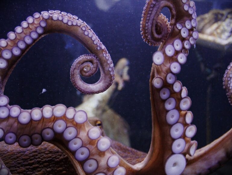 Octopus Agile Explained: Is It Worth Switching in 2024?